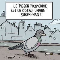 Dessin et BD : Pigeon polymorphe
